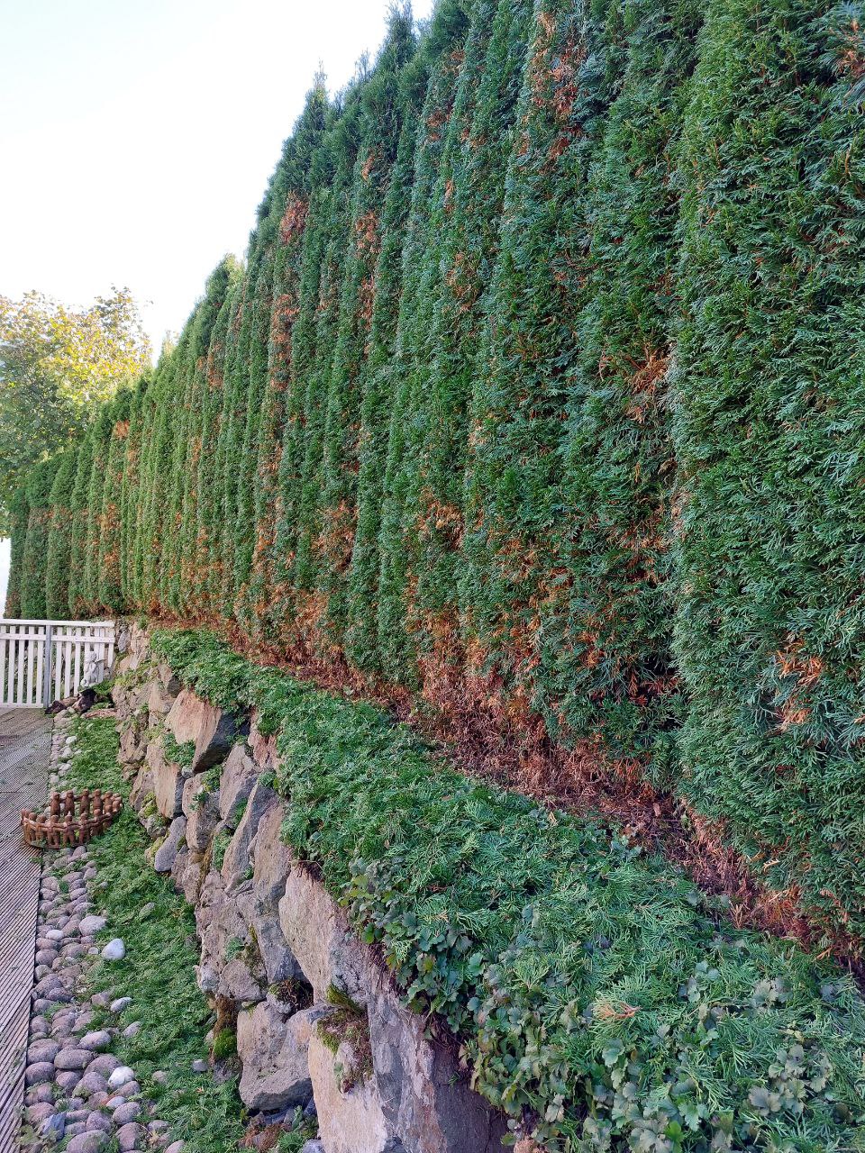 Umgebungspflege bei MD WORK